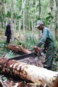  Tuntut Keadilan, Poktan di Pulau Padang Kirim Surat ke Jokowi